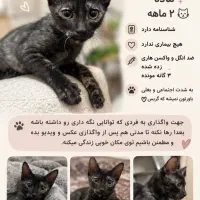 واگذاری گربه ناز و بغلی
