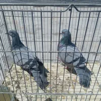 یک جفت کبوتر