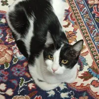 واگذاری گربه