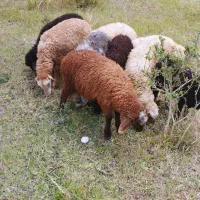 گوسفند بره نر ماده