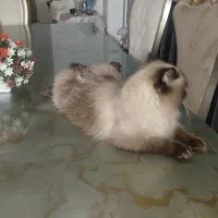 گربه هیمالین|گربه|اردبیل, |دیوار