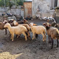 بره گوسفند ۸عدد