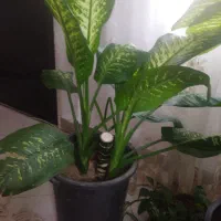 گل آپارتمانی دیفن باخیا|گل و گیاه طبیعی|ورامین, جعفر آباد اخوان|دیوار