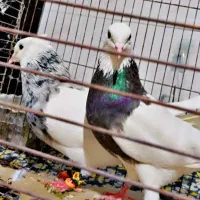 کفتر طوقی شازده|پرنده|شیراز, نارنجستان|دیوار