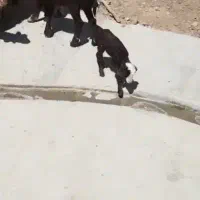 بره نر شیری افشاری