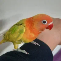 طوطی برزیلی دام دستی دستی