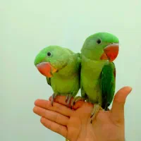 کشور پرندگان ملنگو راهب گیرینچیک برزیلی خورشیدی