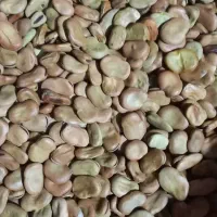 باقلا خوراکی و بذری