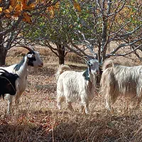 بزهای خانگی کاملا جوان و سالم