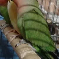 کوتوله رزیکو