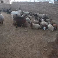 شیشک ۱۸ عدد میش ۱۶عدد قوچ ۲عدد|حیوانات مزرعه|کاکاوند, |دیوار