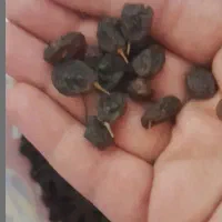 کشمش تازه آفتابی