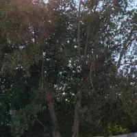 خدمات اره بنزینی و خرید چوب