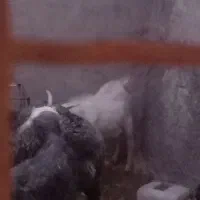 کره نر سانن|حیوانات مزرعه|کرمان, |دیوار