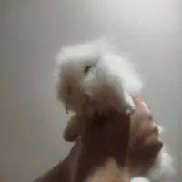 خرگوش سوپر فلت لوپ سفید