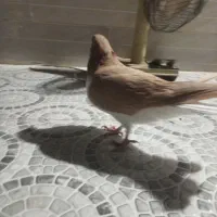 کبوتر فروشی|پرنده|شیراز, شهرک مدرس|دیوار