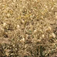 بذر نخود پاییزه رقم گوکسو|حراج|ایوان, |دیوار