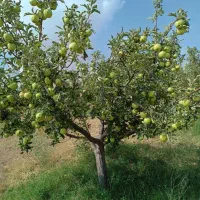 باغ 1000 متر|فروش دفتر صنعتی، کشاورزی، تجاری|اهر, |دیوار