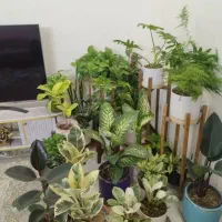انواع گل کلکسیونی، زینتی، گلدار و بی گل