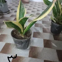 تعدادی گل ارزان|گل و گیاه طبیعی|میبد, |دیوار