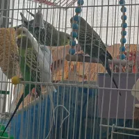 فروش مرغٍ عشق