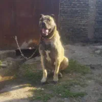 سگ کانگال اصل|سگ|ماکو, |دیوار