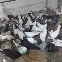 کفتر قم شنبه پرنده کیان جدا کن فقط دونه ای100