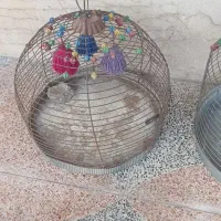 قفس طرقه
