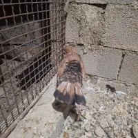کله.ای نر|پرنده|رامهرمز, |دیوار