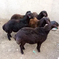 گوسفند پر باری