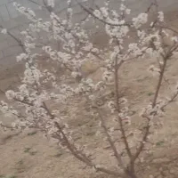 روز سیزده فروردین