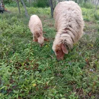 گوسفند ماده بابره فروشی
