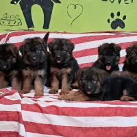 ژرمن کینگ تمام مشکی و توله دورنگ نر و ماده|سگ|تهران, خلیج فارس|دیوار