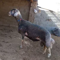 قوچ گوگ قیر ۱۱ماهه سنگین وزن زیر خاکی|حیوانات مزرعه|گلی داغ, |دیوار