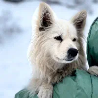 سگ ،پامر اشپیدز