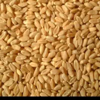 بذرگندم دیم ۲۸۰۰۰تومان