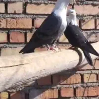 سر سفید کربلایی