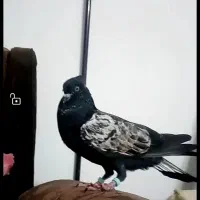 سینه نر جوجه