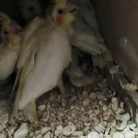 جوجه سری لاکی عروس