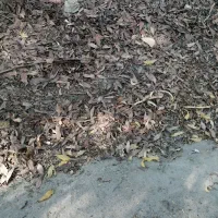 خریدار کود گاو