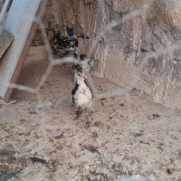 جوجه مرغ گلین اصل|حیوانات مزرعه|رفسنجان, |دیوار