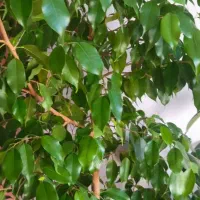 گل و گیاه|گل و گیاه طبیعی|سقز, |دیوار