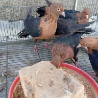 کبوتر ارشینگل|پرنده|شهرضا, |دیوار
