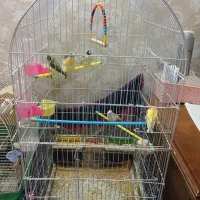 فنچ گلدین و نرگسی