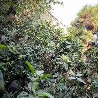 فروش انواع درخت و گل|خدمات باغبانی و درختکاری|شیراز, کوزه گری|دیوار