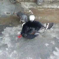 بقلمون‌ یک نر دوتا ماده بزرگ|حیوانات مزرعه|گرگان, |دیوار