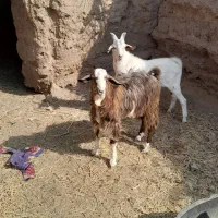 چبش بزغاله فروشی