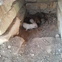 فروش ۱جفت سگ پامر عروسکی ۸آبان زاییده|سگ|یزد, |دیوار