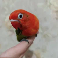 جوجه برزیلی گرین اوپلاین