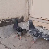 کفتر|پرنده|ساوه, |دیوار